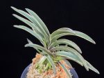 신라 新羅 Sinra (Shiragi)