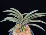 신라 新羅 Sinra (Shiragi)