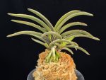 신라 新羅 Sinra (Shiragi)