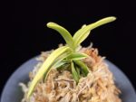 대호 大虎 Daeho (Onamisekai Tora)