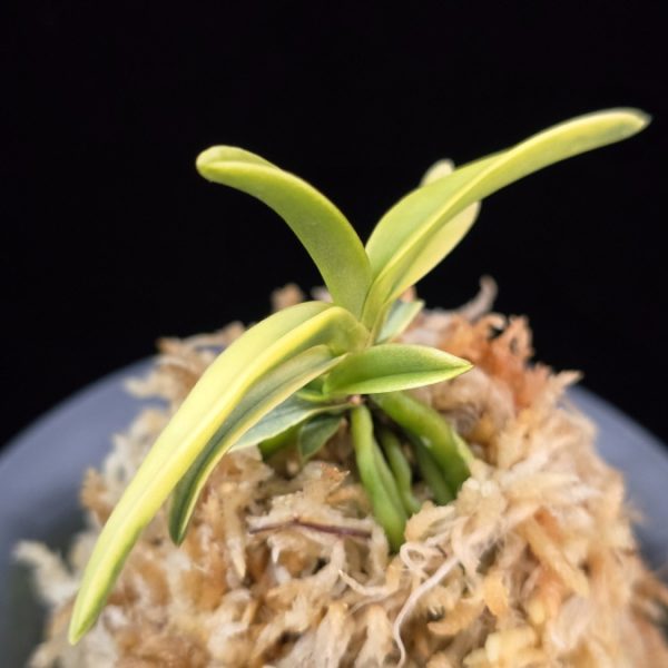 대호 大虎 Daeho (Onamisekai Tora)