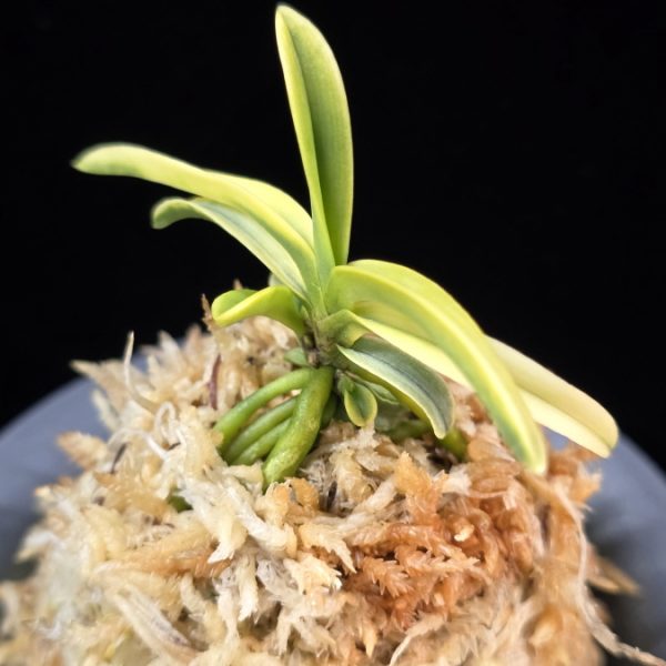 대호 大虎 Daeho (Onamisekai Tora)