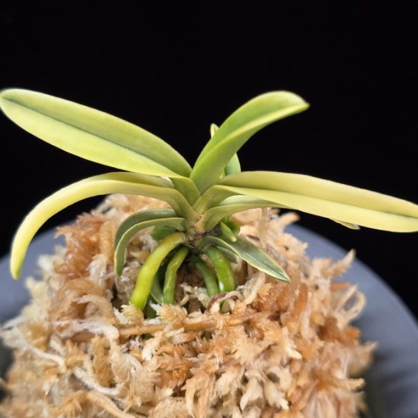 대호 大虎 Daeho (Onamisekai Tora)