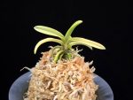 대호 大虎 Daeho (Onamisekai Tora)