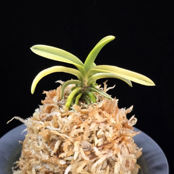 대호 大虎 Daeho (Onamisekai Tora)
