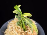 대호 大虎 Daeho (Onamisekai Tora)