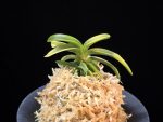 대호 大虎 Daeho (Onamisekai Tora)