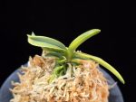 대호 大虎 Daeho (Onamisekai Tora)