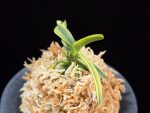 대호 大虎 Daeho (Onamisekai Tora)
