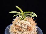 대호 大虎 Daeho (Onamisekai Tora)