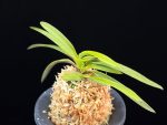 천대지수 千代之壽 Chiyo no kotobuki