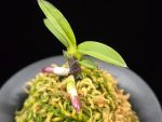 여추 女雛 Yeochu (Mebina)