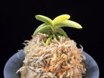 각왕산 覚王山 Kakuozan