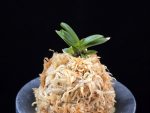 홍광 紅光 Honggwang