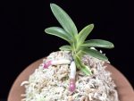 화천금 華泉錦 Kasen Nishiki