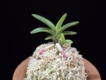 화천금 華泉錦 Kasen Nishiki