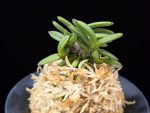 흑진주 黒真珠 Kuroshinju