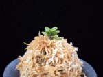 소천옥 小天玉 Kotengyoku