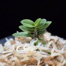 소천옥 小天玉 Kotengyoku