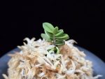 소천옥 小天玉 Kotengyoku