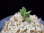 소천옥 小天玉 Kotengyoku
