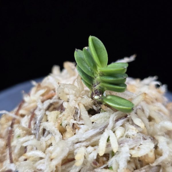 소천옥 小天玉 Kotengyoku