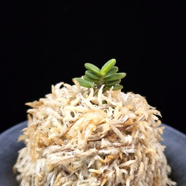소천옥 小天玉 Kotengyoku