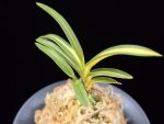 비지광 羆の光 Higuma no Hikari