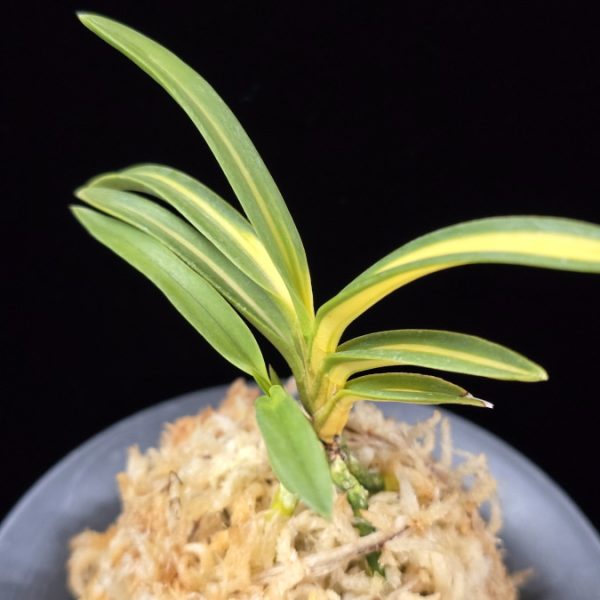 비지광 羆の光 Higuma no Hikari