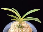 비지광 羆の光 Higuma no Hikari