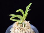 공주 公主 Gongju
