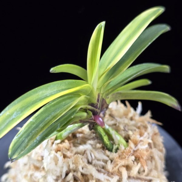 비금 轡錦 Kutsuwa nishiki