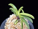 비금 轡錦 Kutsuwa nishiki