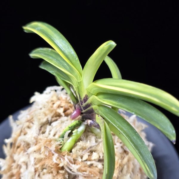 비금 轡錦 Kutsuwa nishiki