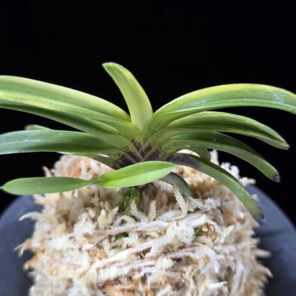 비금 轡錦 Kutsuwa nishiki