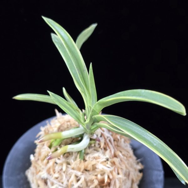 춘광 春光 Chungwang