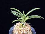 춘광 春光 Chungwang