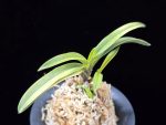 탄황룡 灘黄龍 Nadakiryu