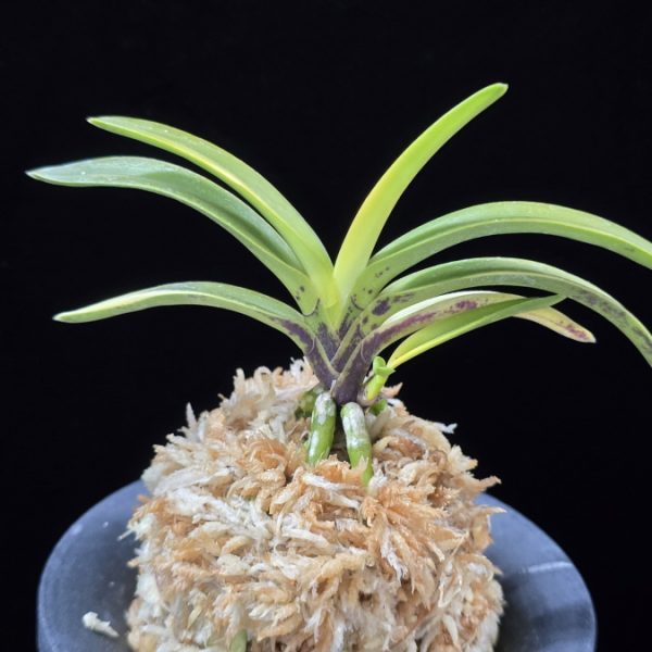 탄황룡 灘黄龍 Nadakiryu