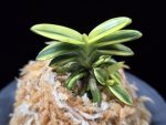 취월호 翠月湖 Chwiwolho(Seedling)