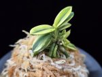 취월호 翠月湖 Chwiwolho(Seedling)
