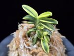 취월호 翠月湖 Chwiwolho(Seedling)