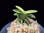 취월호 翠月湖 Chwiwolho(Seedling)