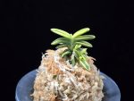 취월호 翠月湖 Chwiwolho(Seedling)