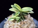취월호 翠月湖 Chwiwolho(Seedling)