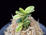 취월호 翠月湖 Chwiwolho(Seedling)