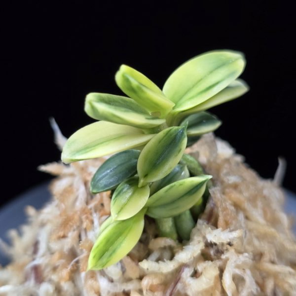 취월호 翠月湖 Chwiwolho(Seedling)