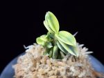 취월호 翠月湖 Chwiwolho(Seedling)