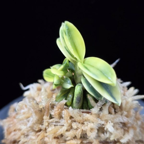 취월호 翠月湖 Chwiwolho(Seedling)