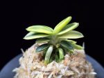 취월호 翠月湖 Chwiwolho(Seedling)